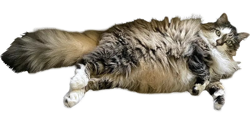 Hot Rod, Rachael's cat